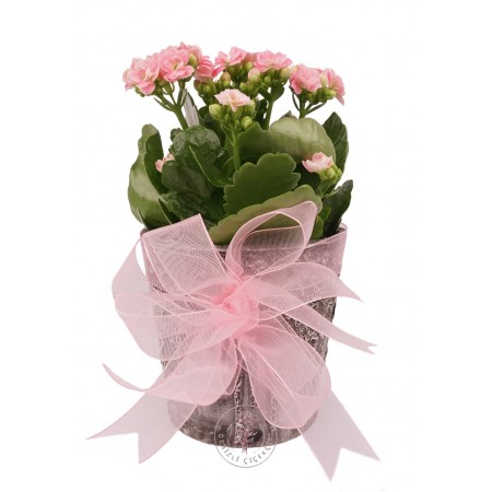 Saksıda Pembe Kalanşo (Kalanchoe)